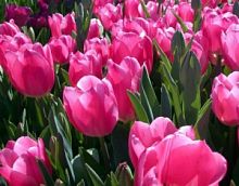 ������� ��������� ���� � ���������������� ��������� ��������