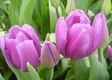 ������� ��������� ���� � ���������������� ��������� ��������