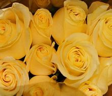 ���� ������ ���� � ���������������� ��������� ��������