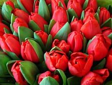 ������� ������� ���� � ���������������� ��������� ��������