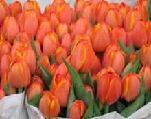 ������� ��������� ���� � ���������������� ��������� ��������