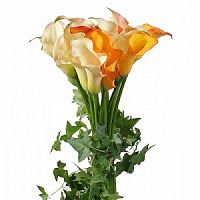 ����� � 115 ���� � ���������������� ��������� ��������