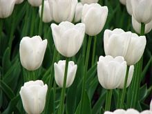 ������� ����� ���� � ���������������� ��������� ��������