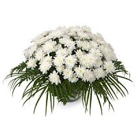 ����� � 23 ���� � ���������������� ��������� ��������